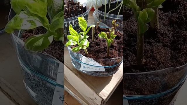 Черенкуем форзицию смотреть онлайн