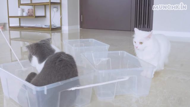 I Made A Train For My Cats! смотреть онлайн