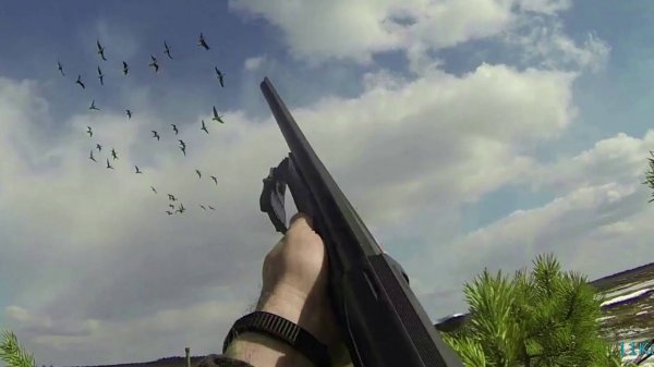 Охота на гуся.