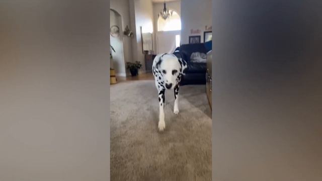 FUNNY AND CUTE DALMATIANS - THIS IS THE MOST LOVELY AND FUNNIEST VIDEO!!! Funny Pets 🐶🤍