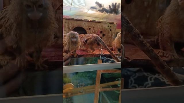 Ужин насекомыми!?Кормлю с рук Игрунок? смотреть онлайн