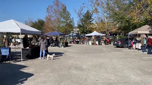 Houseplant Shopping & Haul 2021 | Hoya, Maranta & Pots!