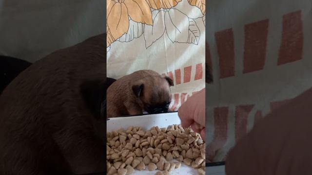 Чуть чуть помочь и всё получится. смотреть онлайн