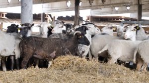 Свой бизнес на овцеводстве: выгодно или нет?