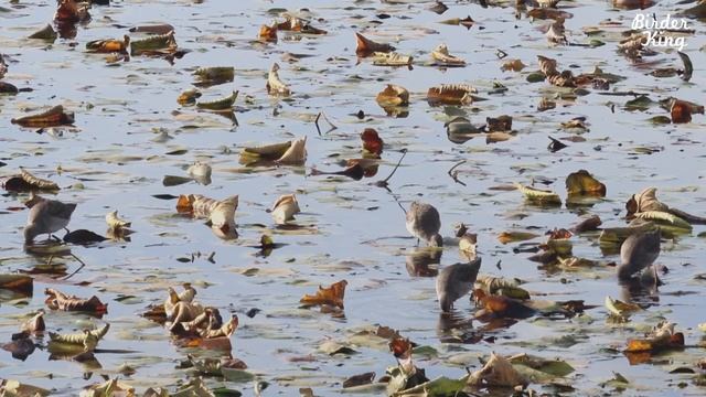 Dog TV: 7 Hours of Mandarin Ducks, Wood Ducks - Beautiful Water Birds for Dogs to Watch, Relax Pets смотреть онлайн