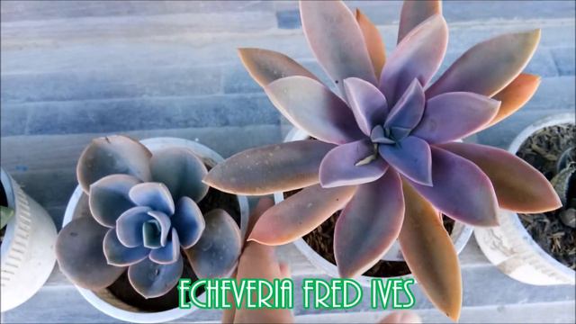 Best Succulent For Beginner