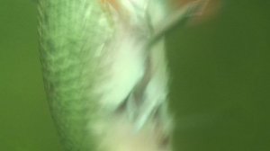 Подводные просторы России №28. Орловщина