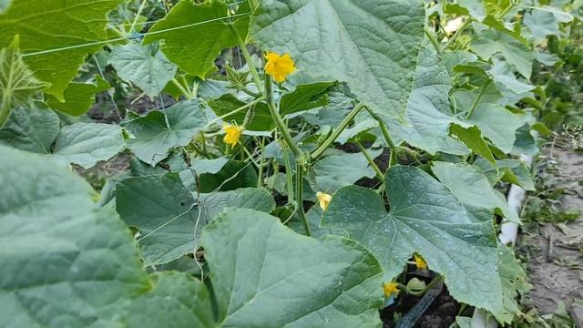 Полезная подкормка помидор, перцев, огурцов. Урожай Вас порадует. смотреть онлайн