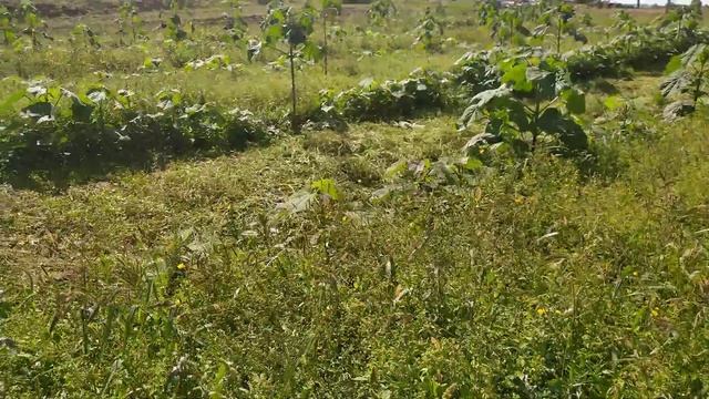 Почему не растет Павловния? Основные ошибки. Чому Павловнія не росте, які причини? смотреть онлайн