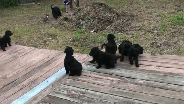 зеленый и другие, резкий звук смотреть онлайн