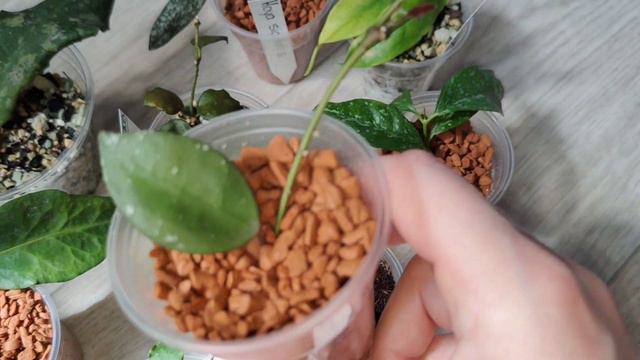 Новые хойи 🤦