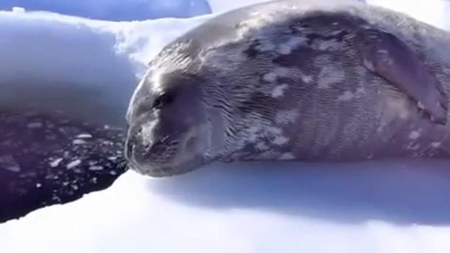 Тюлень учится плавать -_- смотреть онлайн