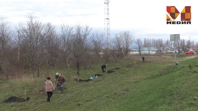 Курганинск - город тополей