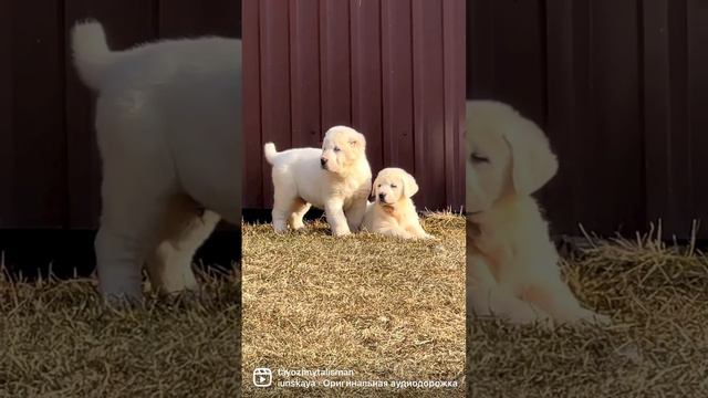 Алабаи щенки 1,5 месяца питомник #таежныйталисман #щенкиалабая #сао #алабай #щенкиалабая смотреть онлайн