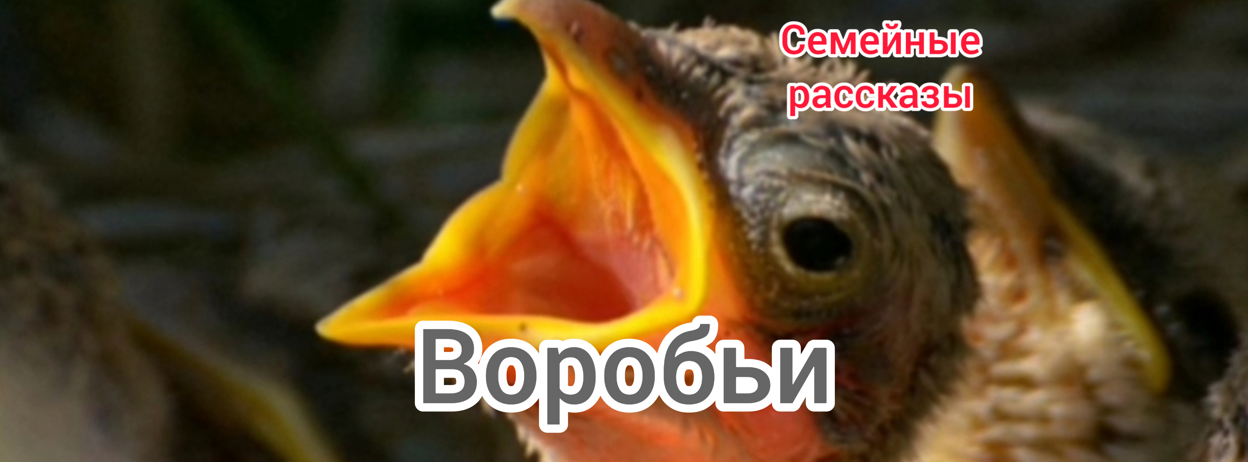 Воробьи. смотреть онлайн