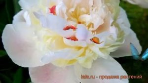Пион травянистый Мадам Кало (paeonia) ? пион Мадам Кало обзор: как сажать рассада пиона Мадам Кало