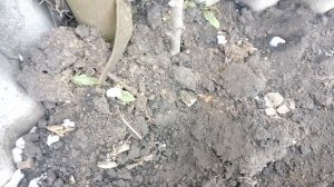 261  Защита жилья !!! колья осиновые!!!