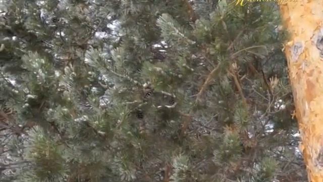 "МИМОХОДОМ", 26 февраля 2015 год. Автор проекта О. Дзиов смотреть онлайн