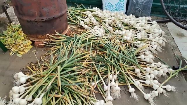 Отличный урожай чеснока. Снимаю урожай из грязи, снова проливные дожди смотреть онлайн