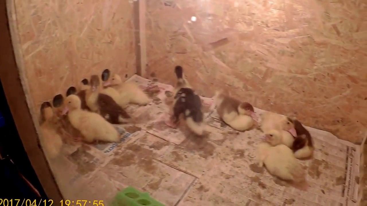 Поилка для утят своими руками смотреть онлайн