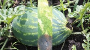 АРБУЗ АСТРАХАНСКИЙ - СРЕДНЕСПЕЛЫЙ НЕПРИХОТЛИВЫЙ УРОЖАЙНЫЙ ВКУСНЫЙ СОРТ