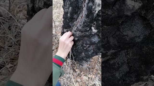 Пьём берёзовый сок.