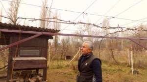 Формировка винограда на беседку