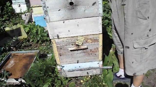 расположение корпусов семьи пчел в июле месяце, на несильном медосборе смотреть онлайн