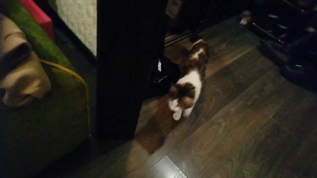 Бася-кот как попасть в дом? #активпж #реееееееееек #котики #животные #жиза #рофл #актив #Рек смотреть онлайн