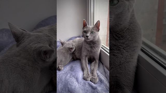 #Русскаяголубаякошка Клубные котята https://vk.com/zalina.erica смотреть онлайн