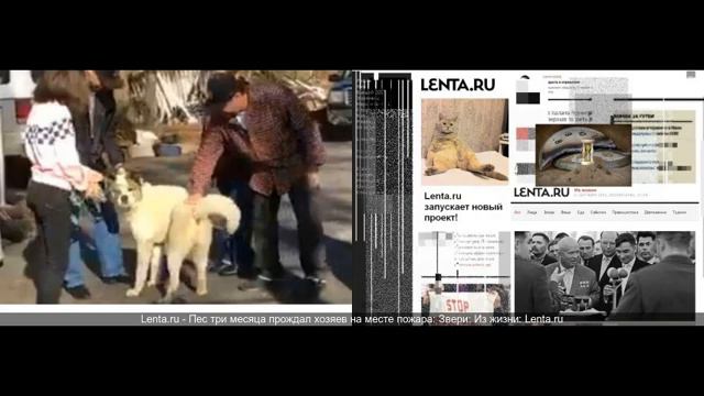 Пес три месяца прождал хозяев на месте пожара Звери Из жизни смотреть онлайн