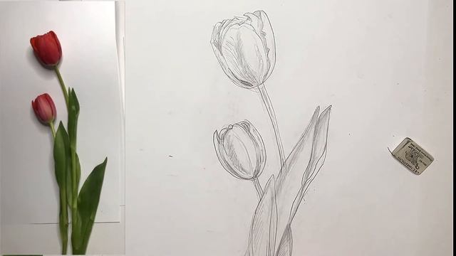 Как нарисовать тюльпан. Рисуем тюльпан карандашом. смотреть онлайн