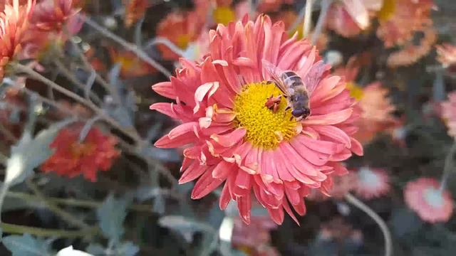Какие то мухи? смотреть онлайн