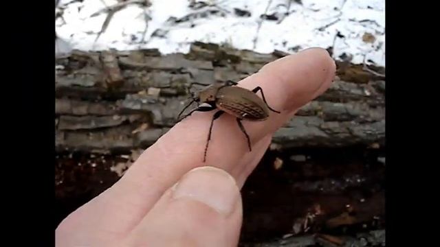 Жужелица зернистая - carabus granulatus смотреть онлайн