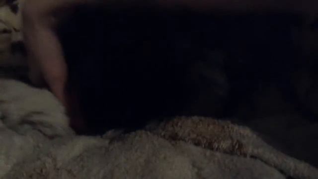 Angry Spitz * злобный шпиц смотреть онлайн