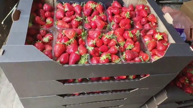 Сбор клубники Априка и Прими 80кг цена 220-250р евротара! Ягода в этом году достойная! смотреть онлайн