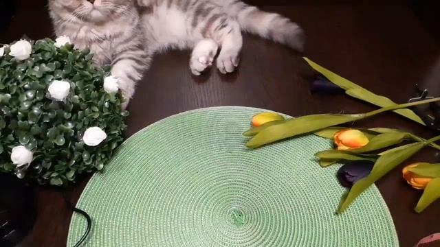 Обзор товаров с AliExpress спустя какое-то время + видео с кошкой смотреть онлайн