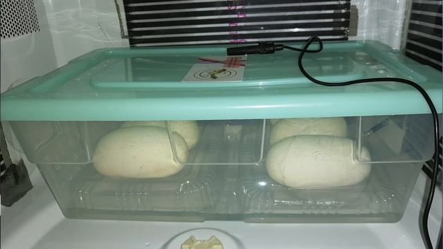 Mi piton bola puso 6 huevos ? (checamos si son fértiles) смотреть онлайн