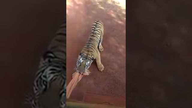 chhattisgarh Tiger Attack Tourest Bus In Forrest смотреть онлайн