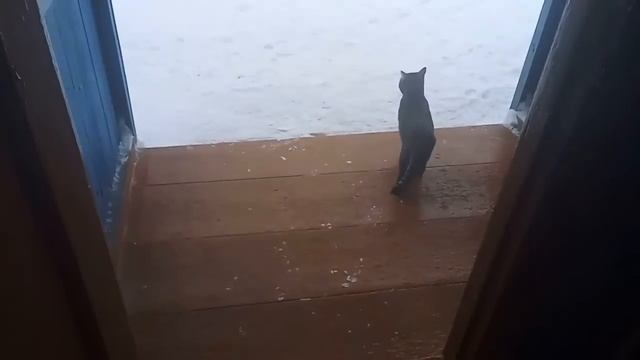 Консервы из озёрной рыбы // Откопала дверь в дровник//