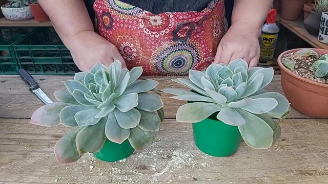 Echeveria 'Domingo' смотреть онлайн