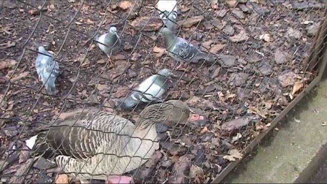 КАЛИНИНГРАДСКИЙ ЗООПАРК стихи для детей смотреть онлайн