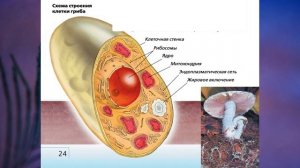 "Царство Грибы", Биология 7 класс, Сивоглазов