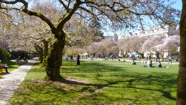 Cherry Blossoms University Of Washington