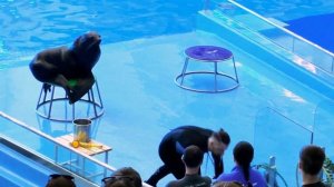 Выступление морских котиков. Дельфинарий Приморского океанариума