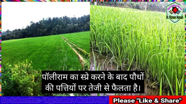 BASF Polyram | Benefits Of Polyram | Mode Of Action | Contact Fungicide | Metiram 70% WG | Dose/Acr