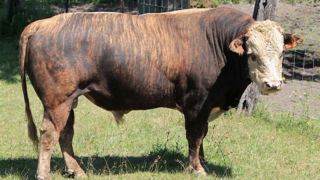 Why Hybrid Animals Can't Survive in the Wild? смотреть онлайн