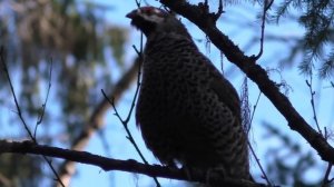 КАК РЯБЧИК ПОДЛЕТАЕТ НА МАНОК ВЕСНОЙ / ДВА РАЗА СВИСТНУЛ И ОН УЖЕ ТУТ! СТАВЛЮ ФОТОЛОВУШКИ НА РЯБЧИК