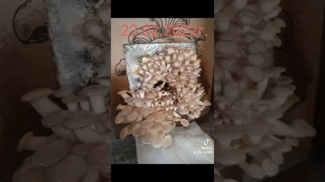 Вешенки дома смотреть онлайн
