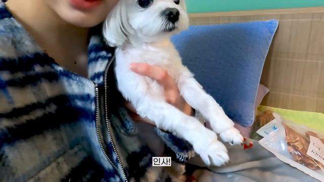 뮤 VLOG (Home,pets,walks)? смотреть онлайн